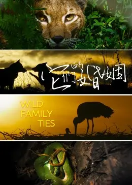 跨越时空的爱情传奇：它们的婚姻中职场与家庭的纠葛剖析