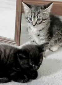 《萌宠记》：当毛茸茸的小天使闯入镜头，治愈你所有不开心！